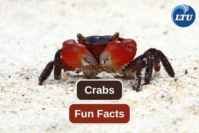 6 Crabs Fun Facts You Need to Know